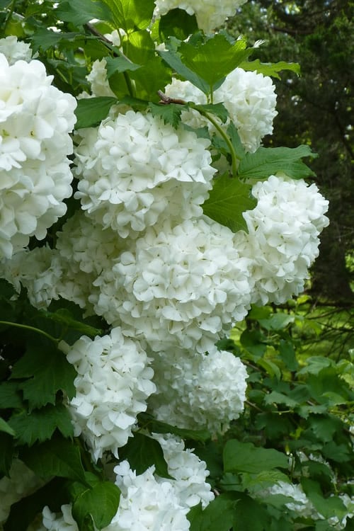 Viburnum opulus "Sterilis" (roseum) - viorne boule de neige