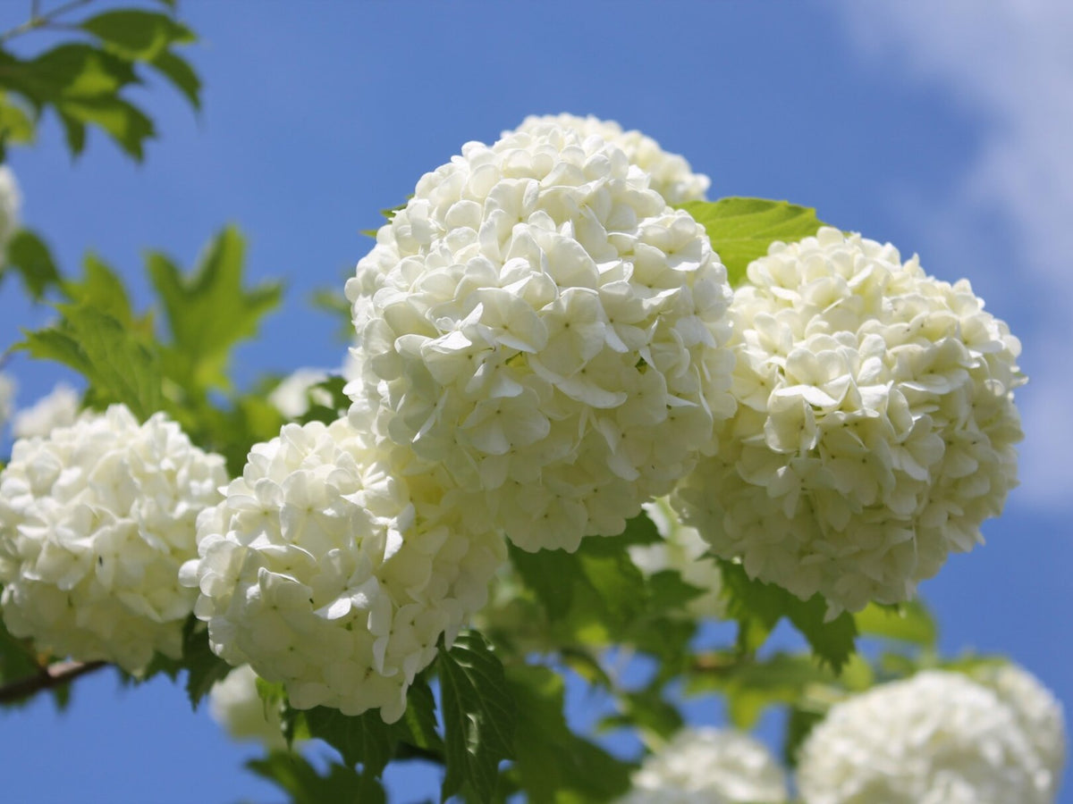 Viburnum 'Nanum' (opulus) Viorne naine