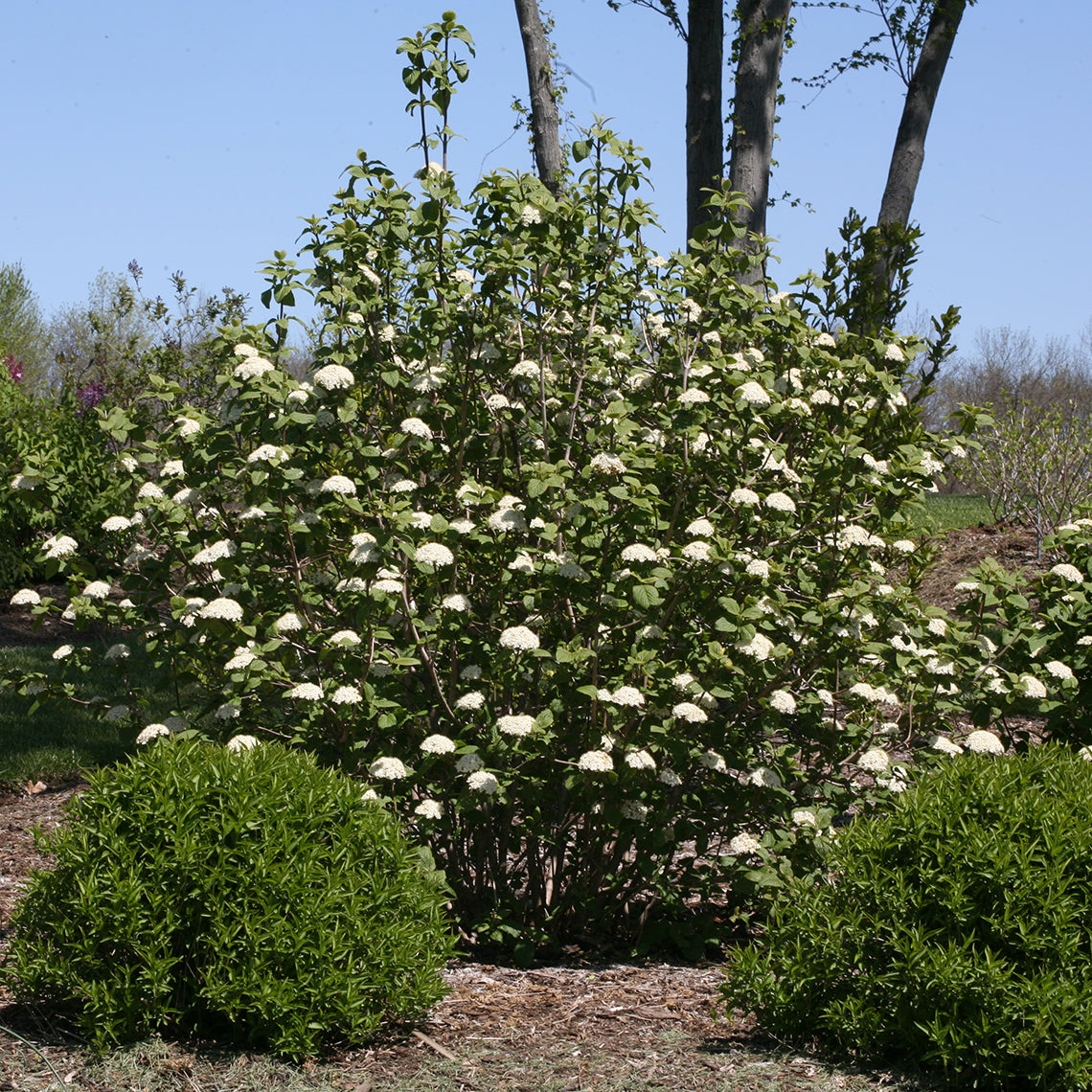 Viburnum rhytidophyllum Red Balloon