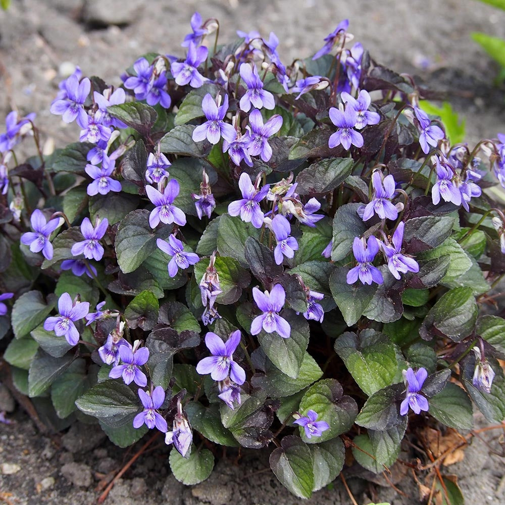 Viola labradorica 'Purpurea'