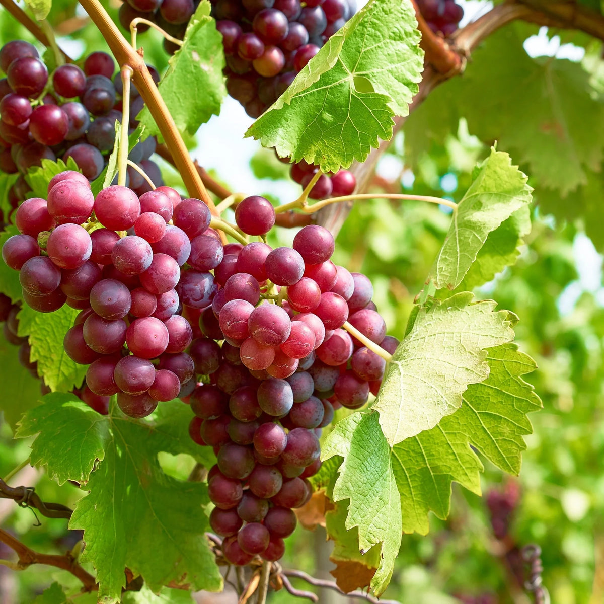 Vitis 'Somerset' - Vigne à raisin