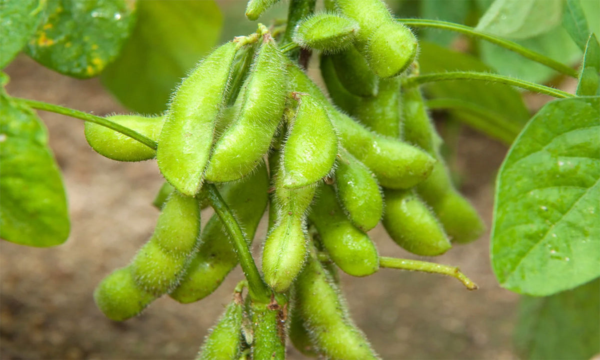 Edamame