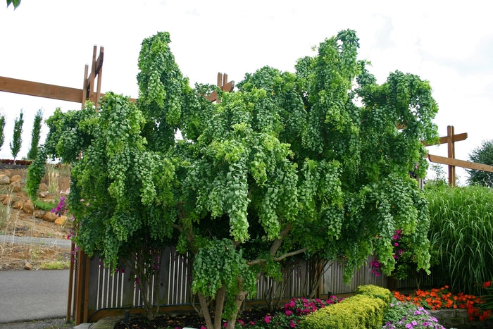 Robinia Pseudoacacia Twisted Baby