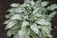 Pulmonaria ' High Contrast'