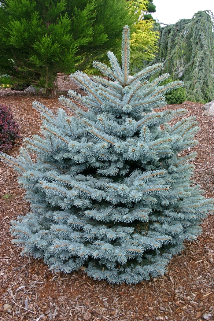 Picea pungens glauca 'Montgomery'