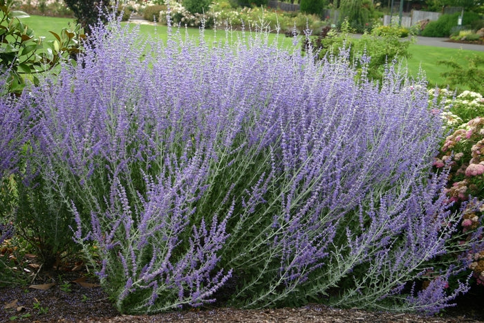 Perovskia atriplicifolia