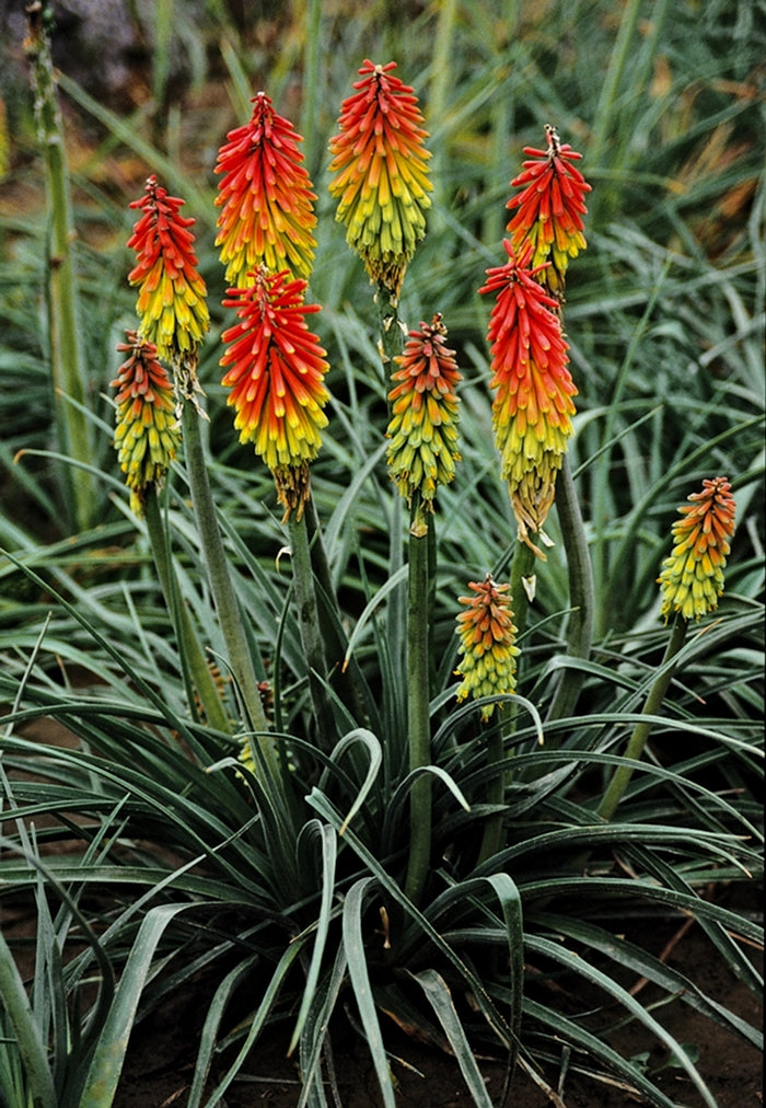 kniphofia hirsuta 'Fire dance'