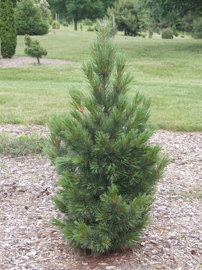 Pinus cembra 'Glauca Nana'