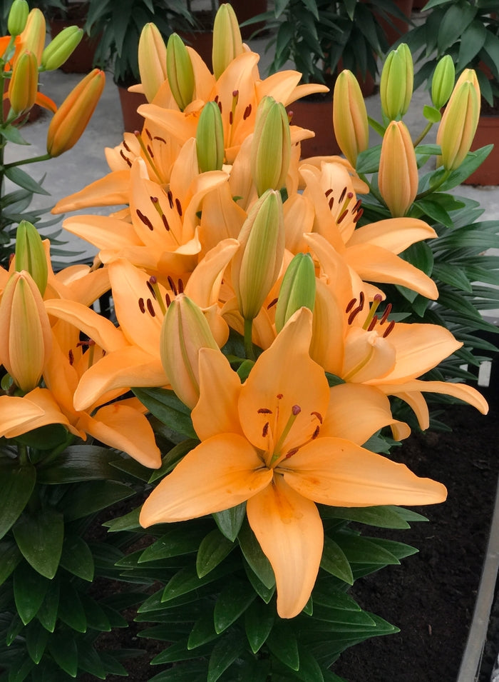 Lilium 'Tiny Moon' - Lys