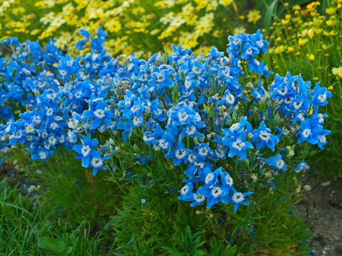 Delphinium 'Summer Cloud' (gra.)