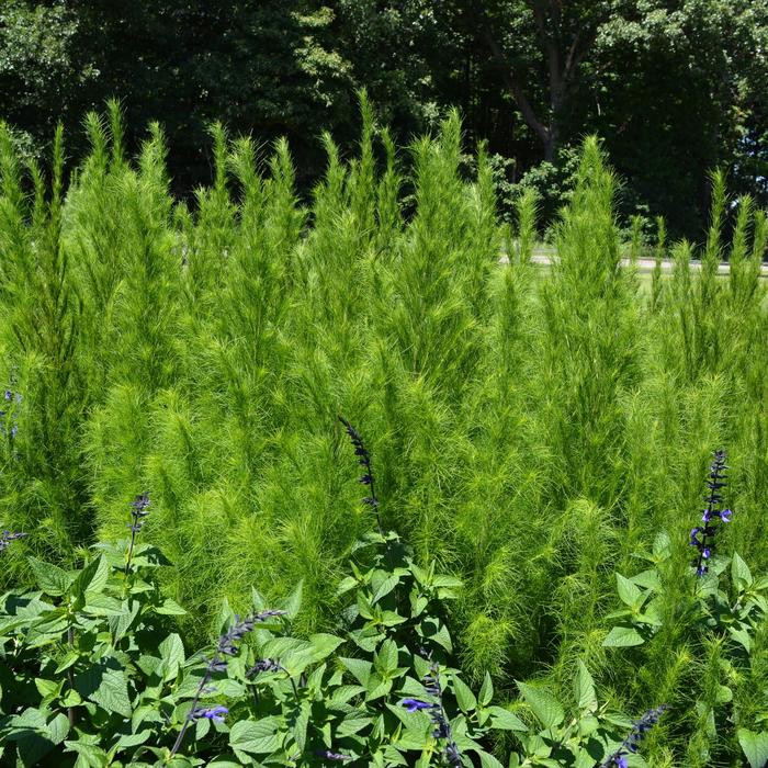 Eupatorium 'Elegant Feathers