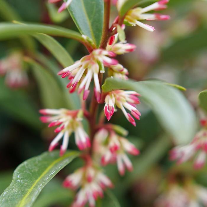 Sarcococca hookeriana var. humilis 'Sweet Lo'