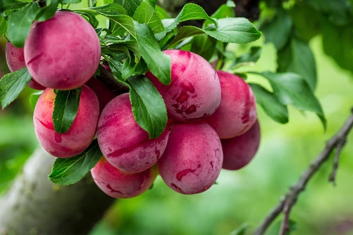 Prunus salicina x armeniaca 'Northem Sunset'