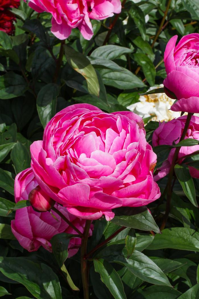 Paeonia 'Margaret Truman' - Pivoine