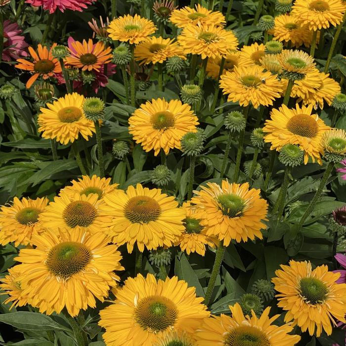 Echinacea Sunseekers® 'Golden Sun'