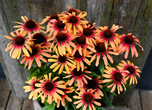 Echinacea Sunseekers® 'Tequila Sunrise'