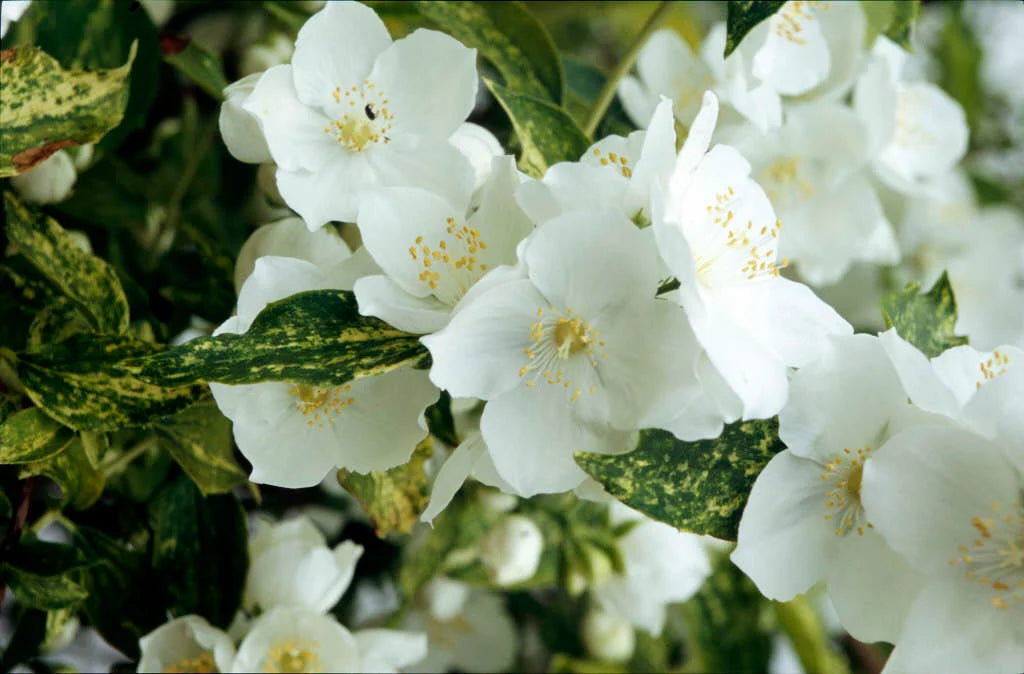 Philadelphus 'Innocence'