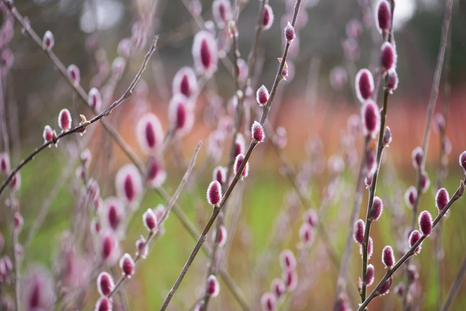 Salix Mount Aso