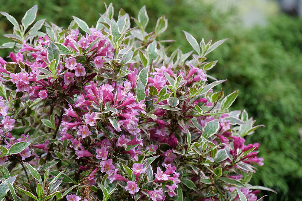 Weigela florida My Monet 'Purple Effect'