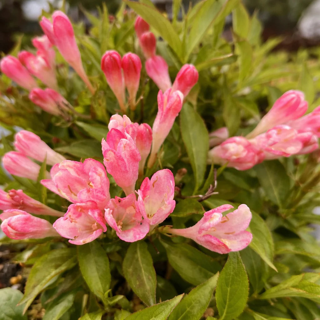 weigela peach kisses
