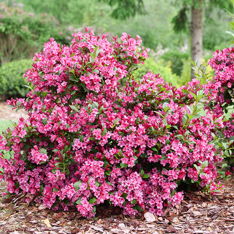 Weigela Snippet Dark Pink