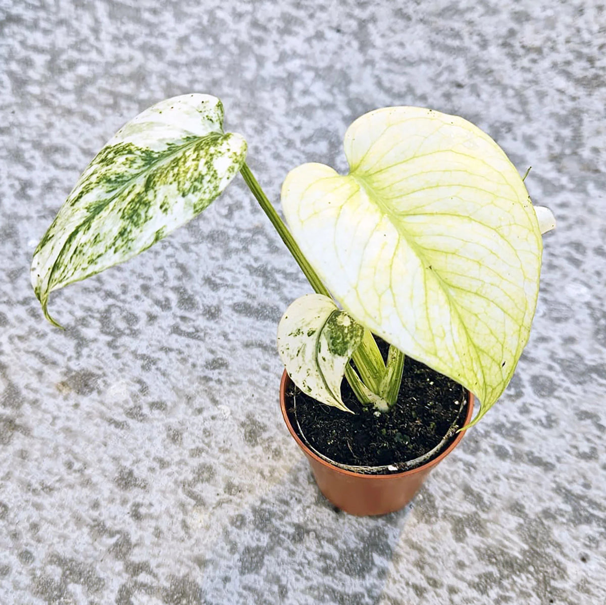Monstera White Monster