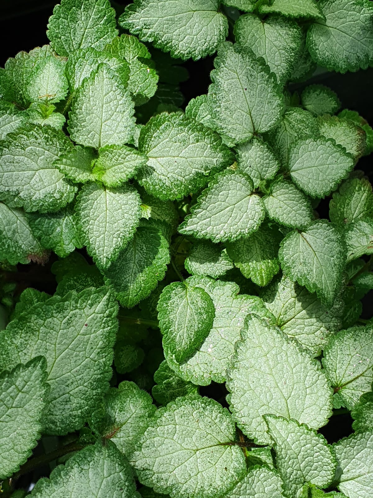 Lamium silver