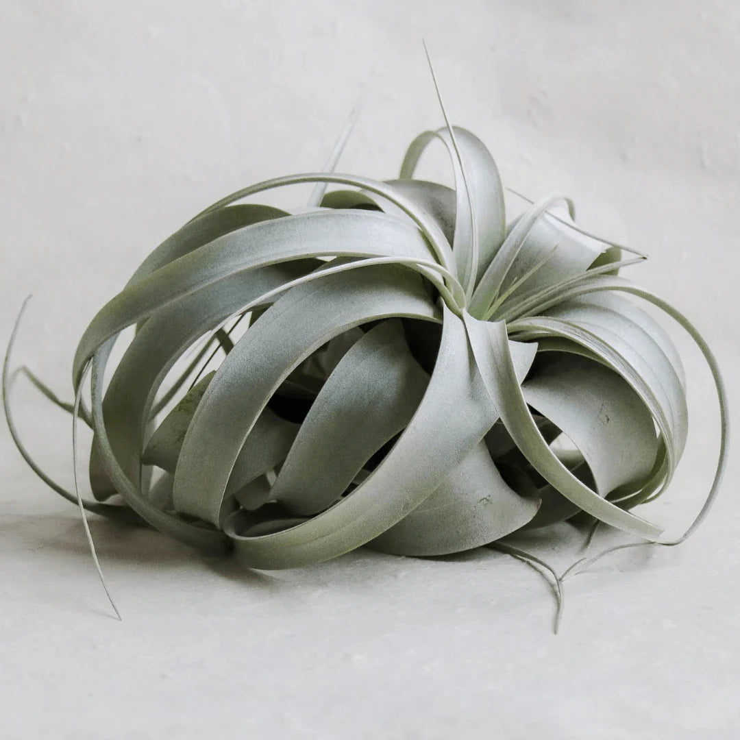 Plantes aériennes - Tillandsia Xerographica