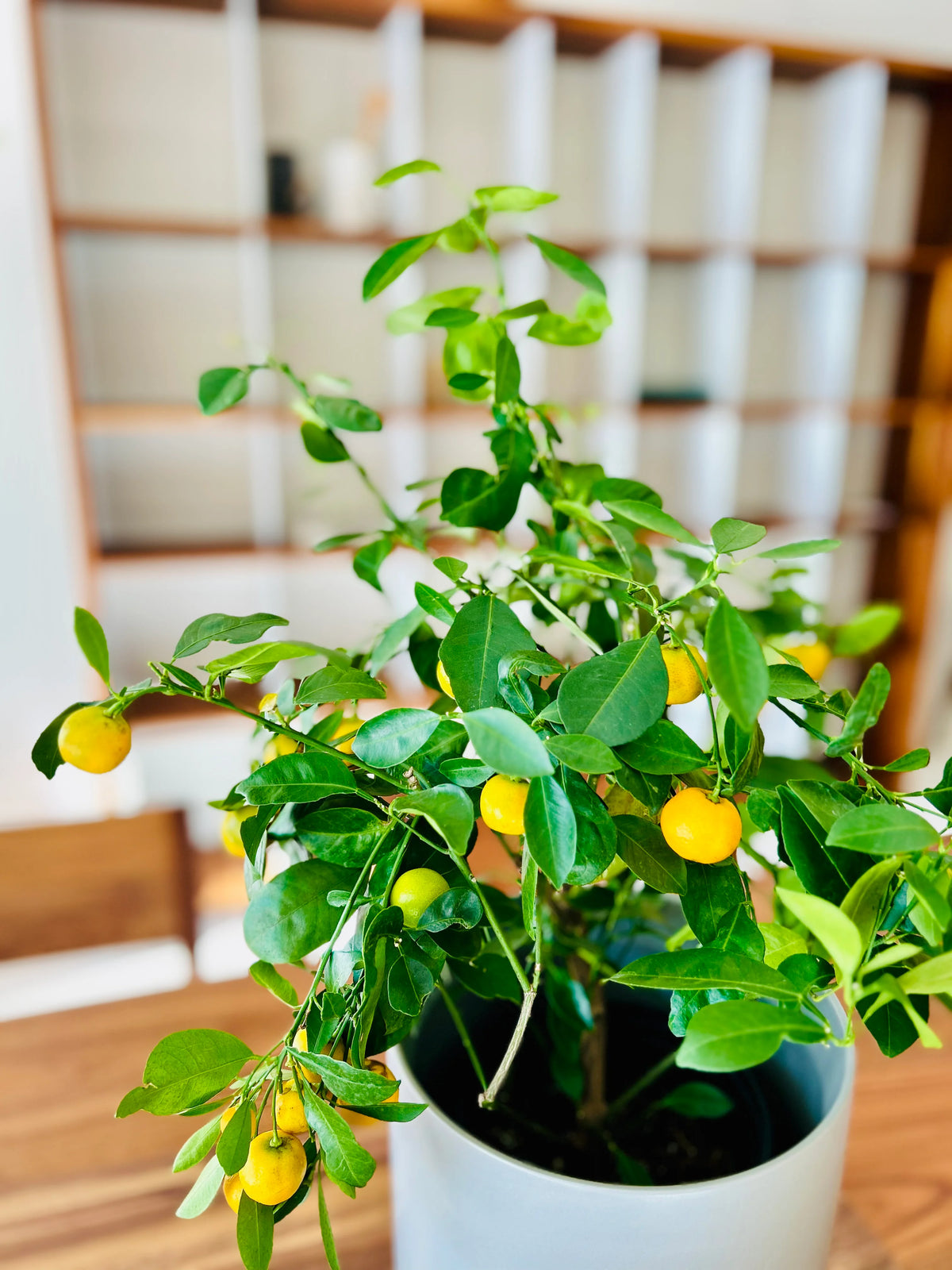 Citrus tangerine citron