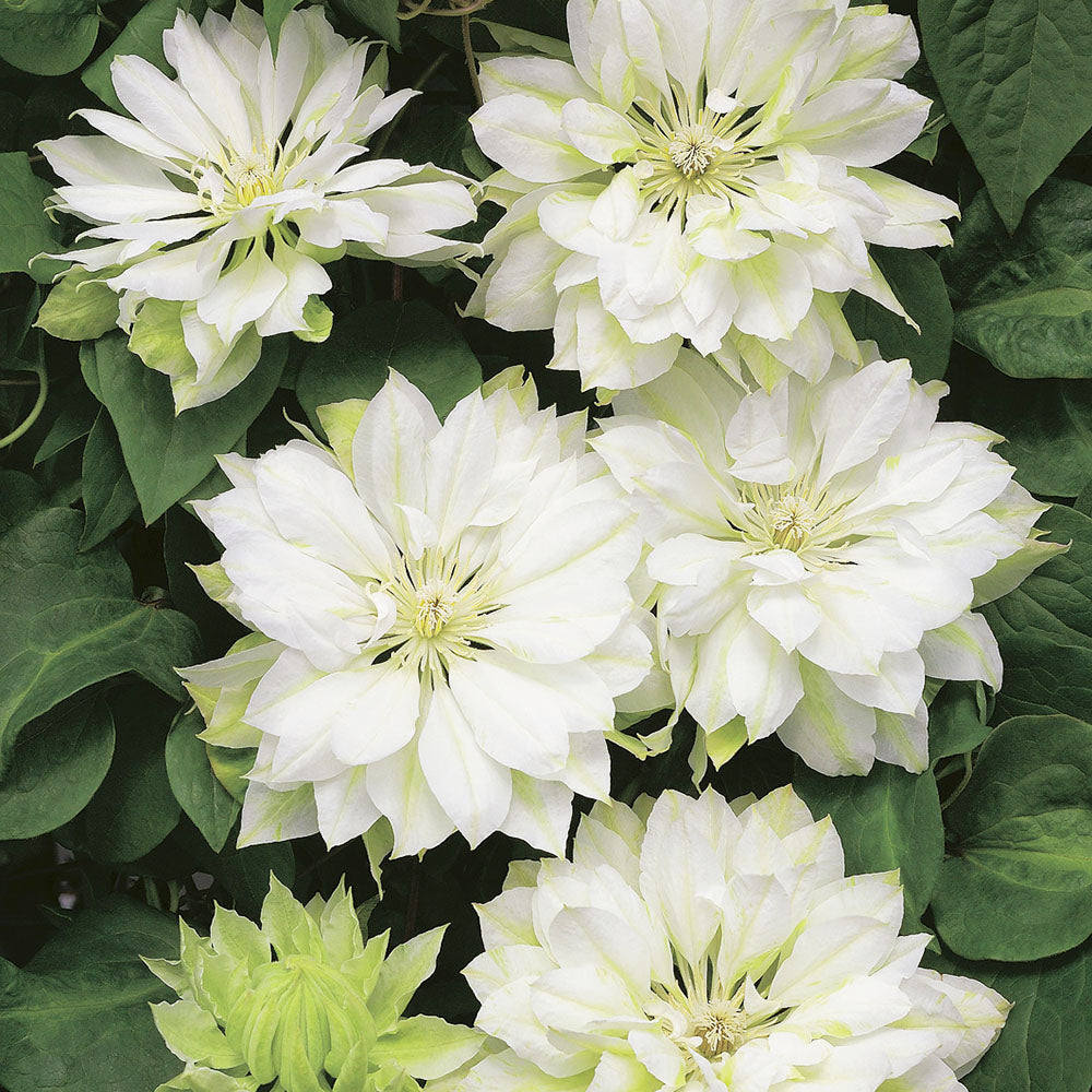 Clematis 'Yukiokoshi' - Clématite