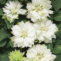 Clematis 'Yukiokoshi' - Clématite