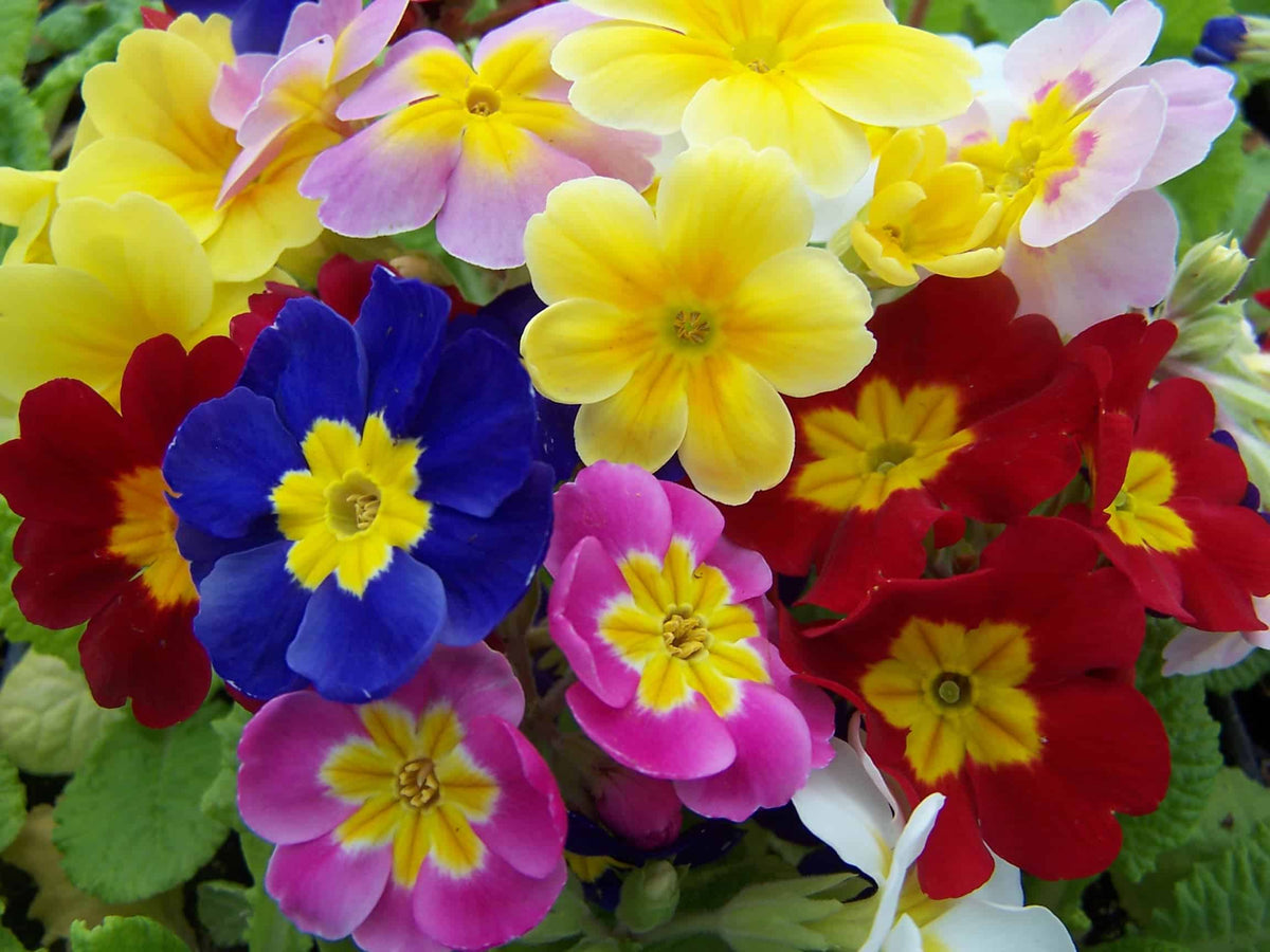 Primula x polyantha 'Pacific Giant Mixte