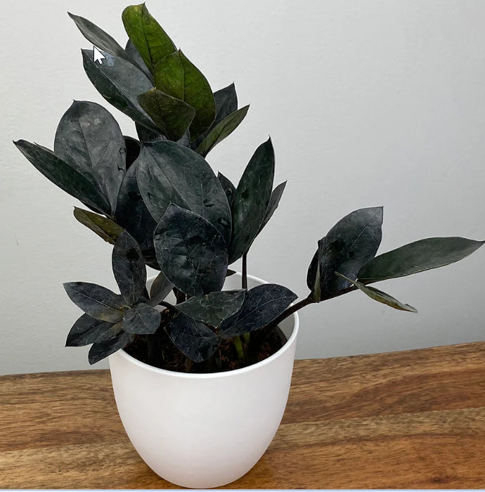 Plante ZZ zamicro Black - Zamioculcas zamiifolia 'Black Micro