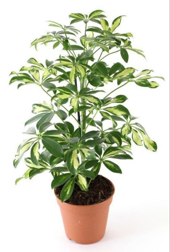 Schefflera arboricola Variegata trinette