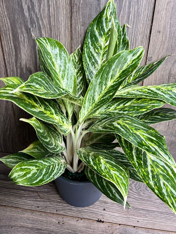 Aglaonema Golden Madonna