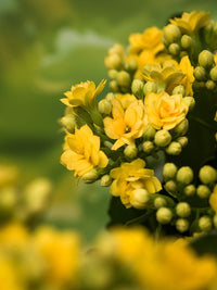 Kalanchoe Calandiva