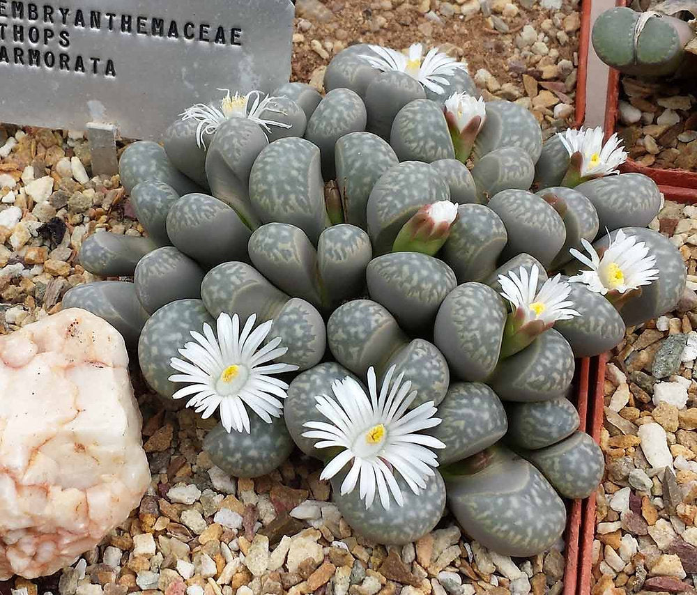 Lithops Marmorata