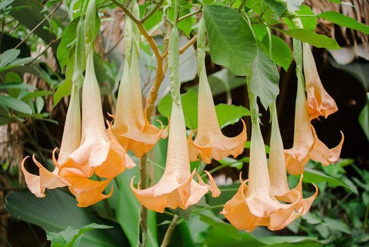 Brugmensia pêche (Trompette des Anges) Variegata (panaché)