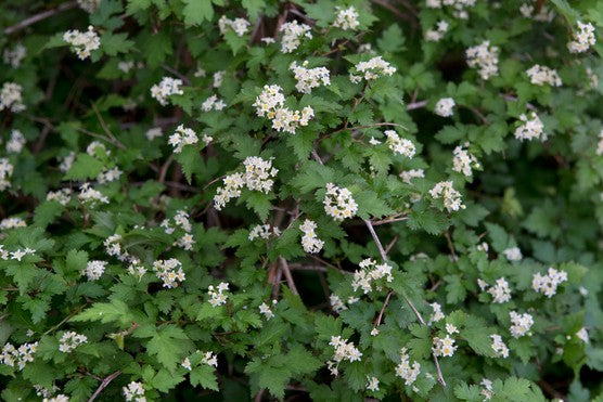 Stephanandra incisa Crispa