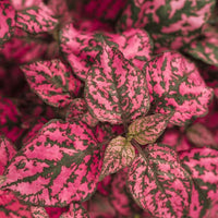 Hypoestes - couleurs variées - Polka Dot