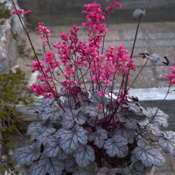 Heuchera 'Timeless Treasure'