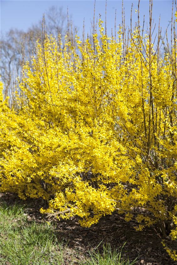 Forsythia intermedia (x) 'Week-End' (Courtalyn)