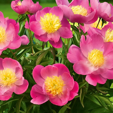 Paeonia 'Patio Kiev' - Pivoine