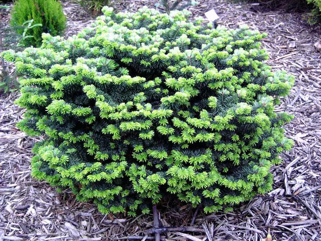 Abies balsamea 'Nana'
