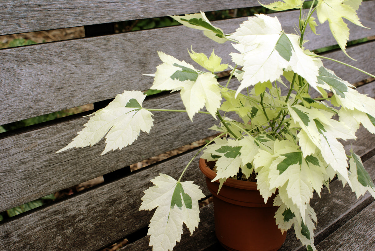 Abutilon Variegata