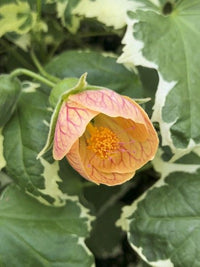 Abutilon Variegata