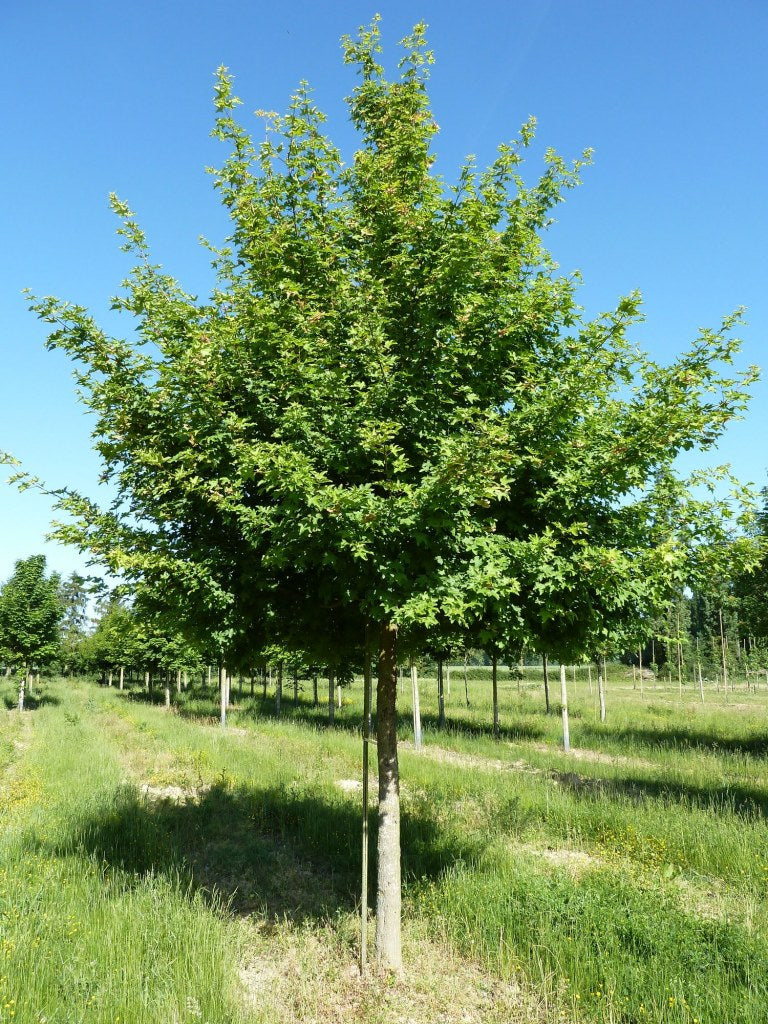 Acer Campestre - Field Maple