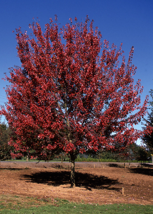 Acer ginnala - Érable de l'Amur - tataricum