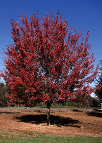 Acer ginnala - Érable de l'Amur - tataricum