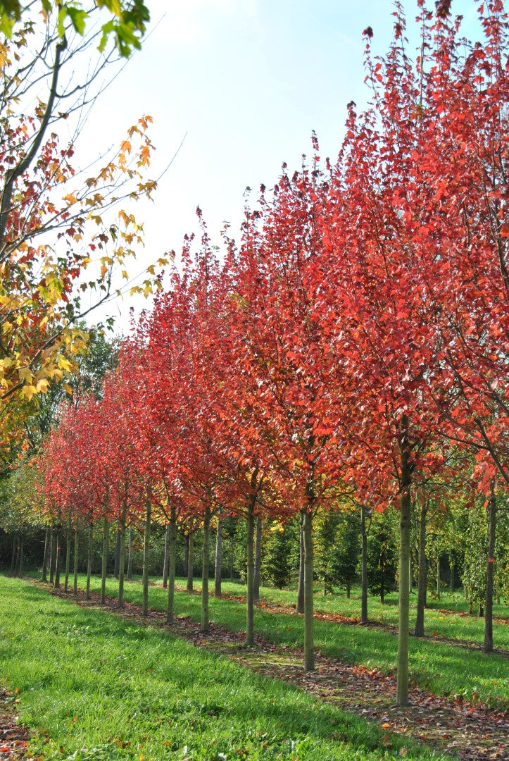 Acer Rubrum Brandywine - érable Rouge Brandywine